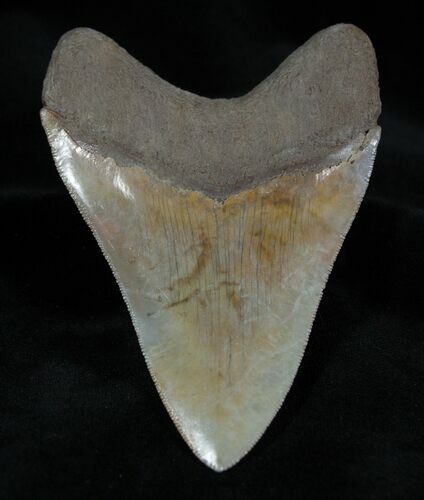 Highly Serrated Inch Summerville Megalodon #1390